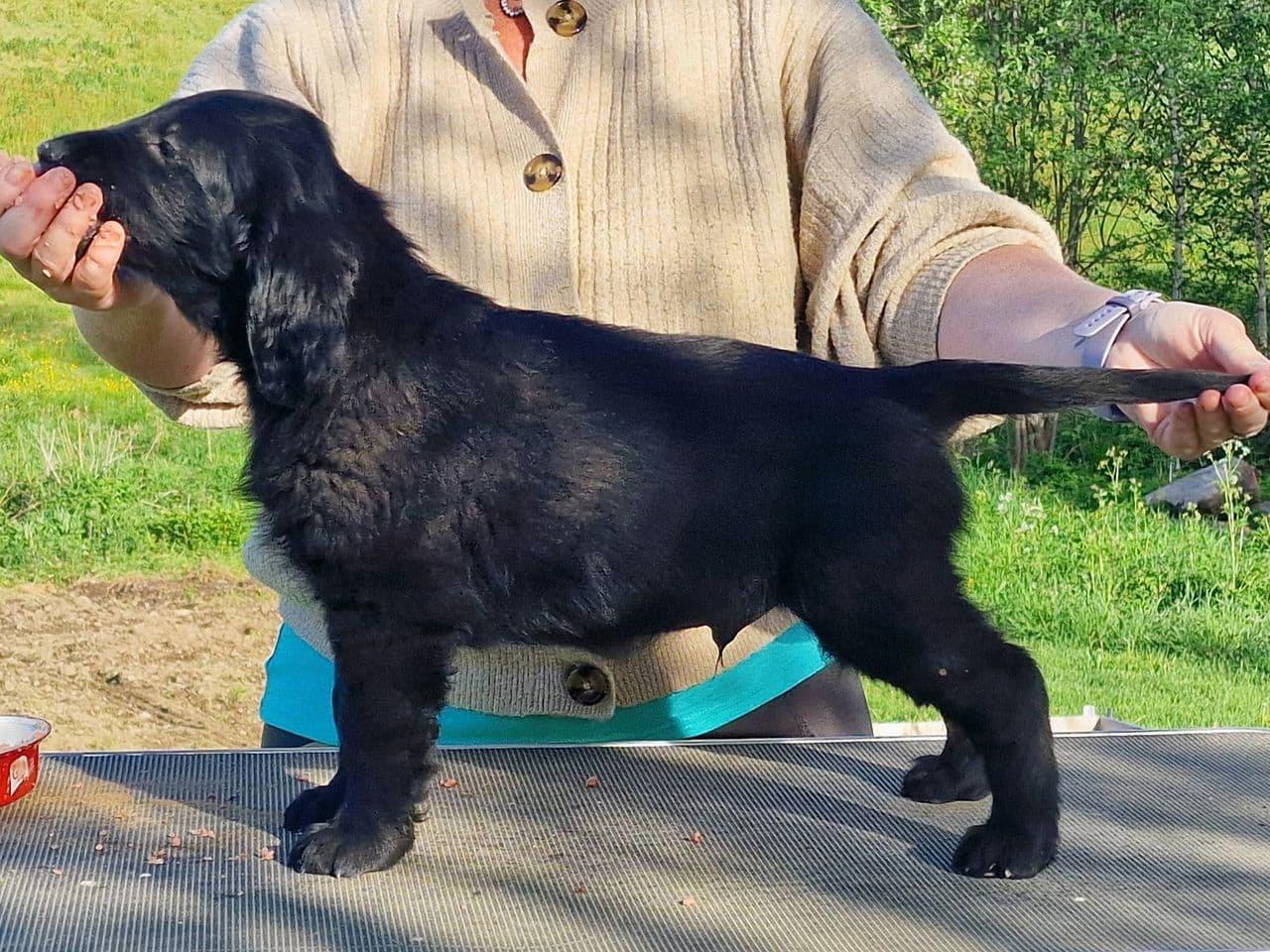 Leveringsklare Flat Coated Retriever valper til salgs