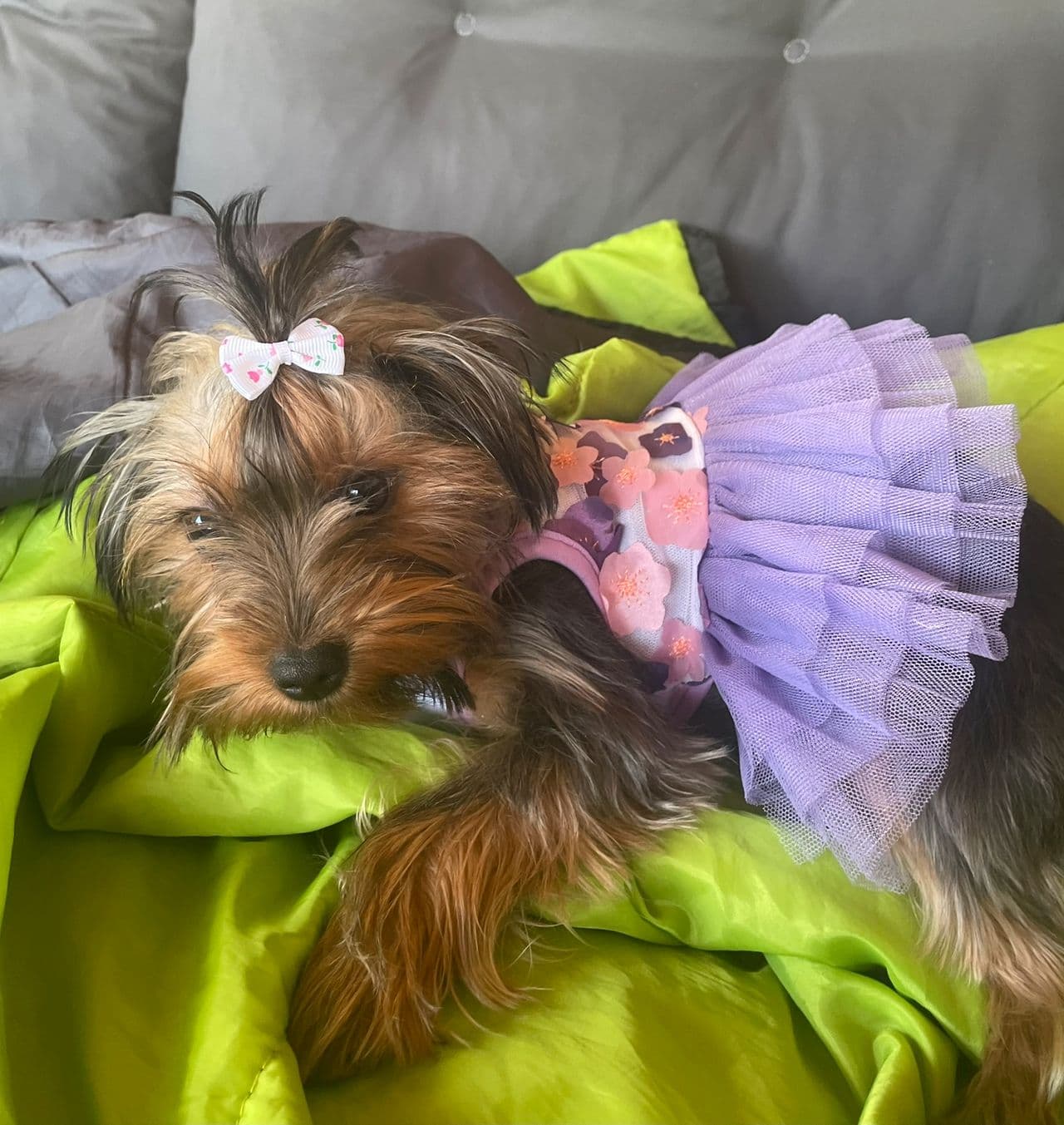 🐶