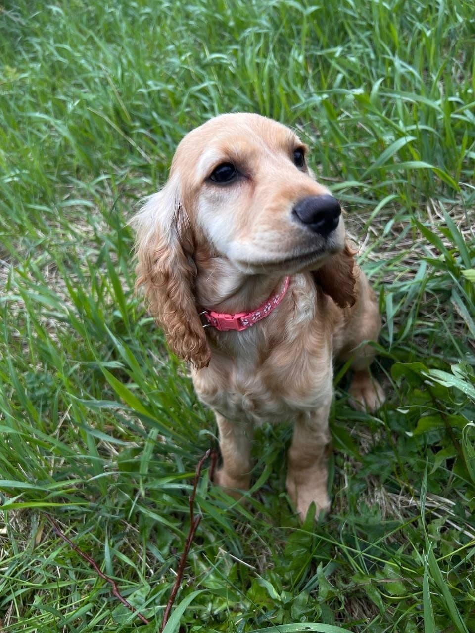 Engelsk cocker spaniel valp