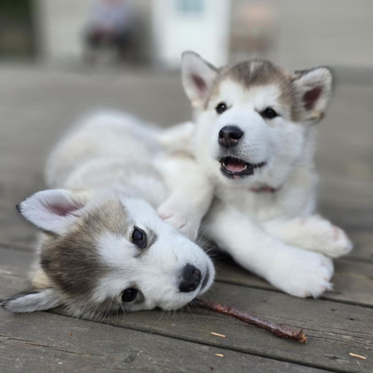 3 Malamute tisper fra kennel Ullbomben, leveringsklare