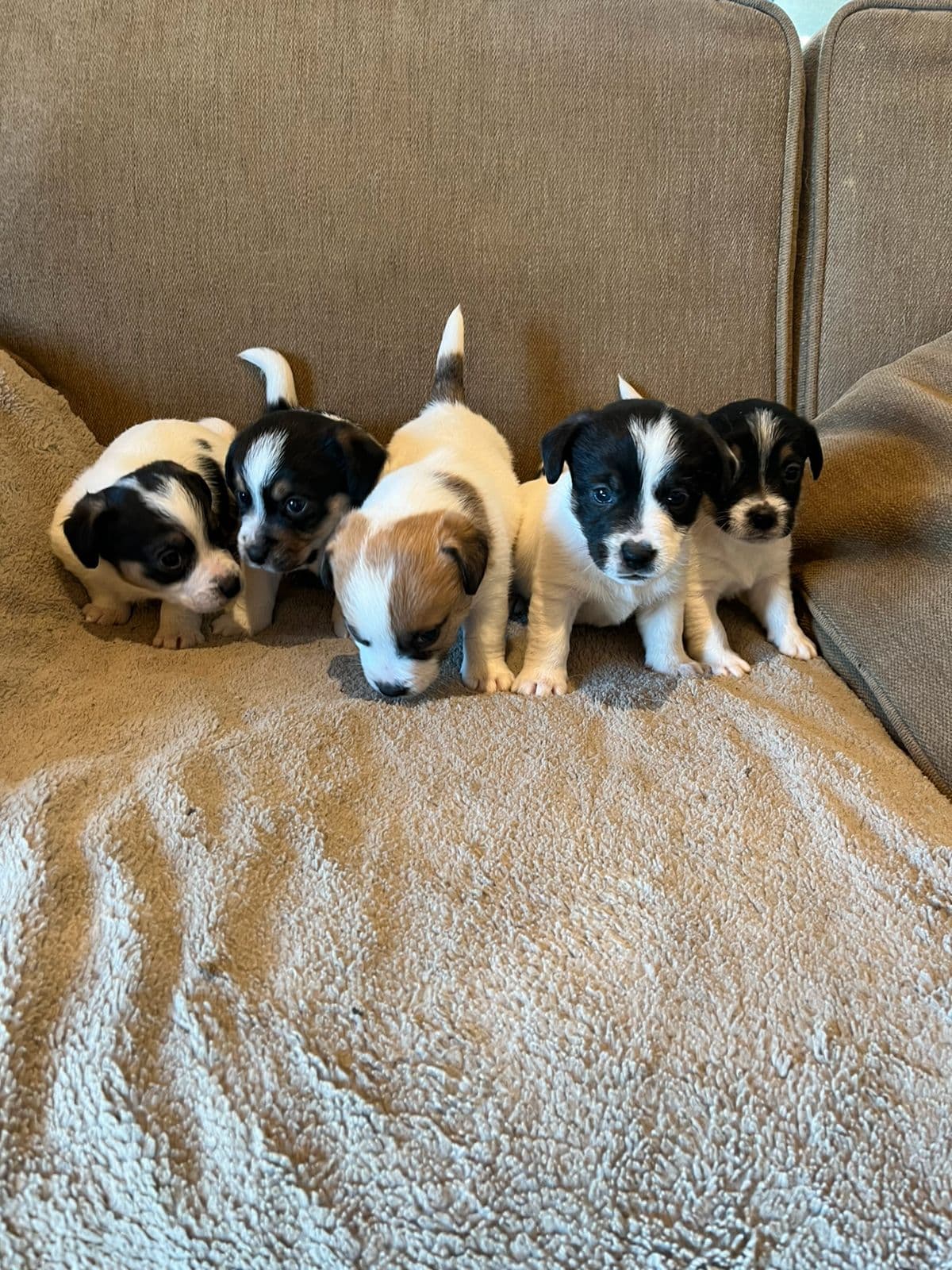 NYDELIGE  NKK reg JACK RUSSELL TERRIER VALPER