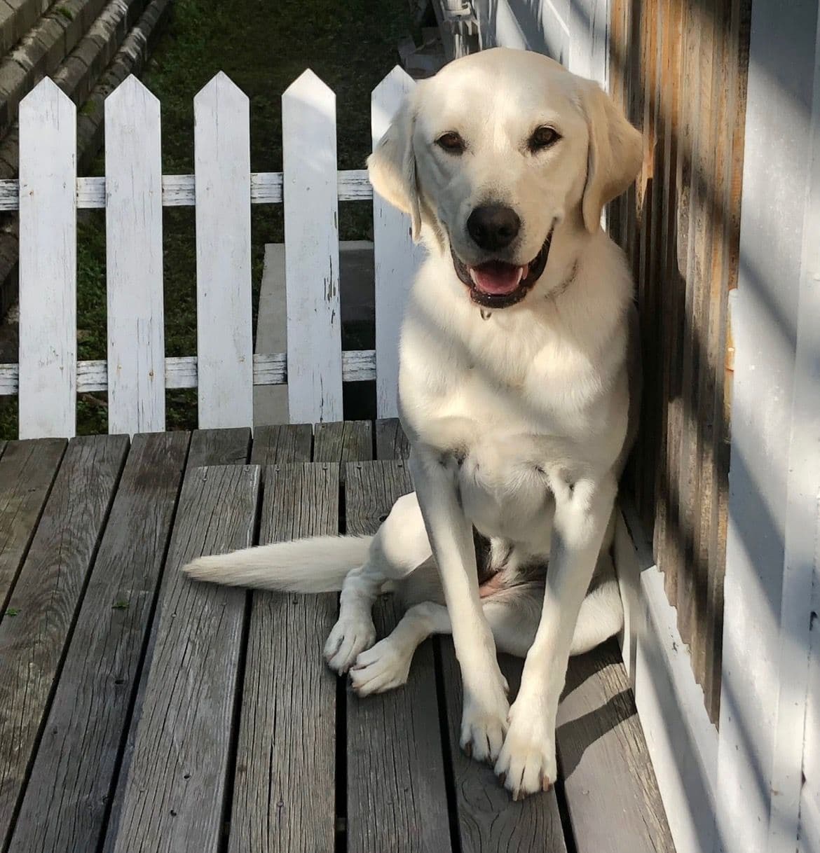 Omplassering Labrador