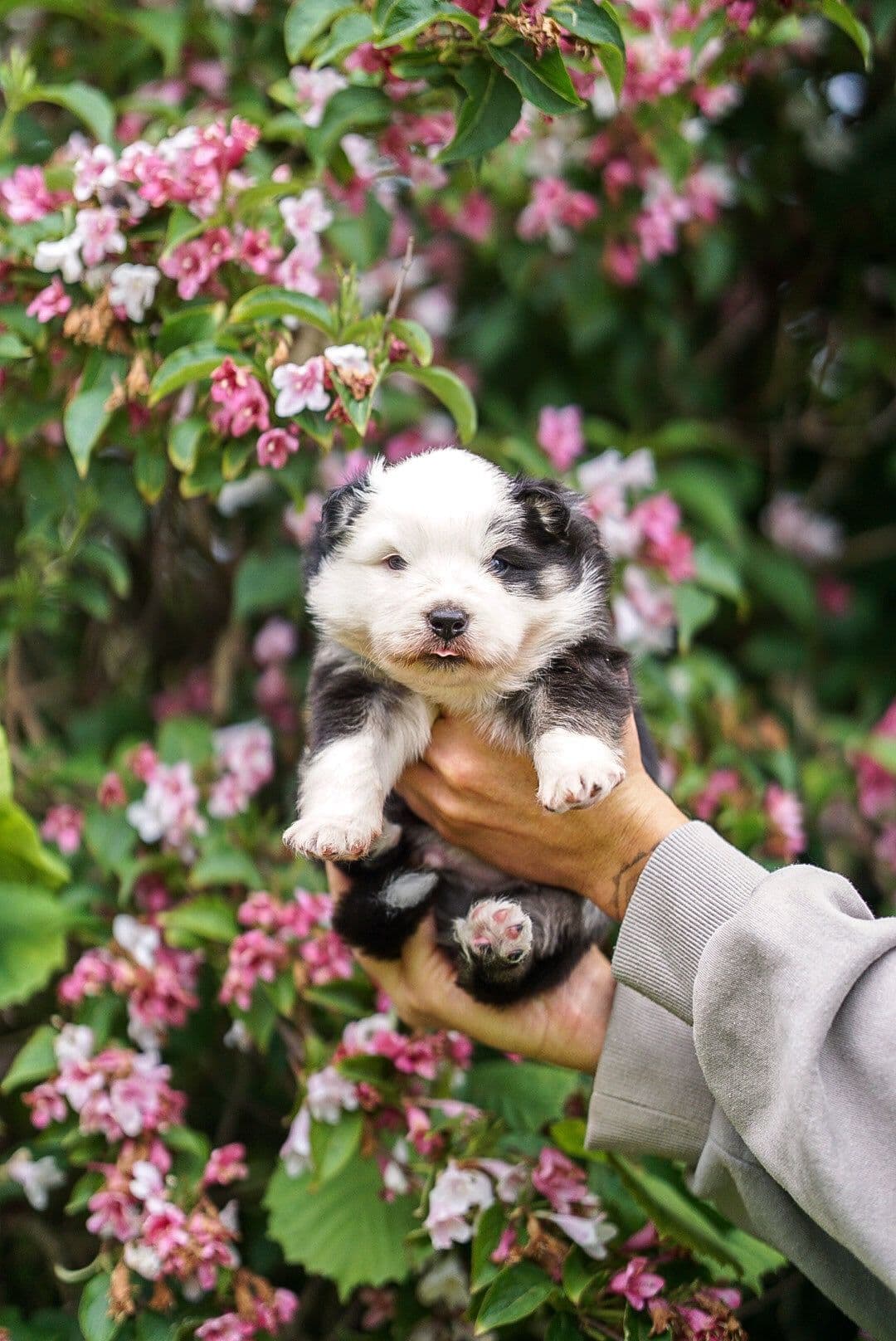 Finsk lapphund-valp til salgs