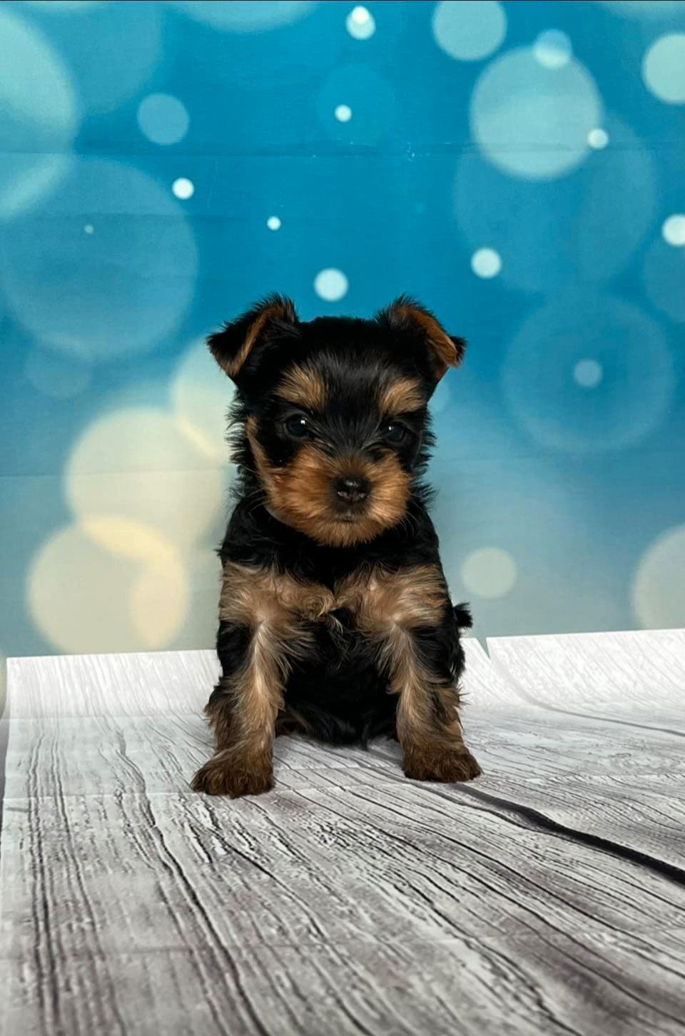 Yorkshire terrier tispe valp