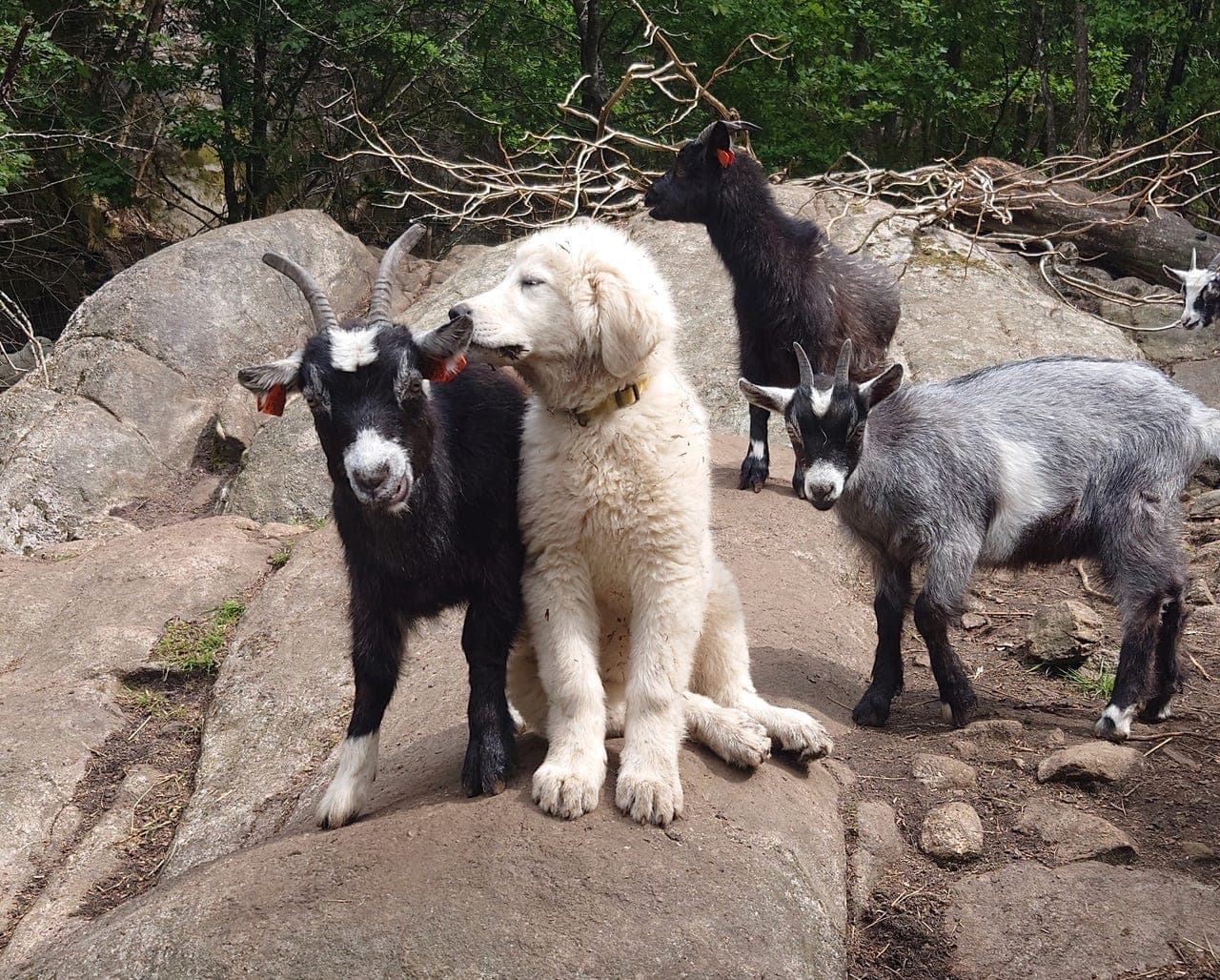 Maremma -valper som familie-, gårds- og vokterhund.