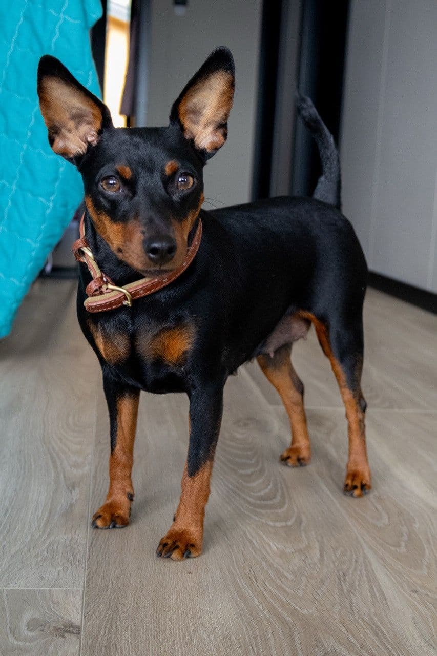Dvergpinscher selges