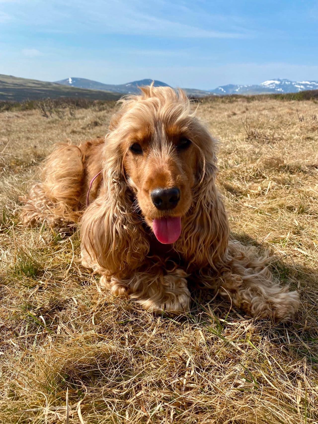Cocker spaniel omplassering