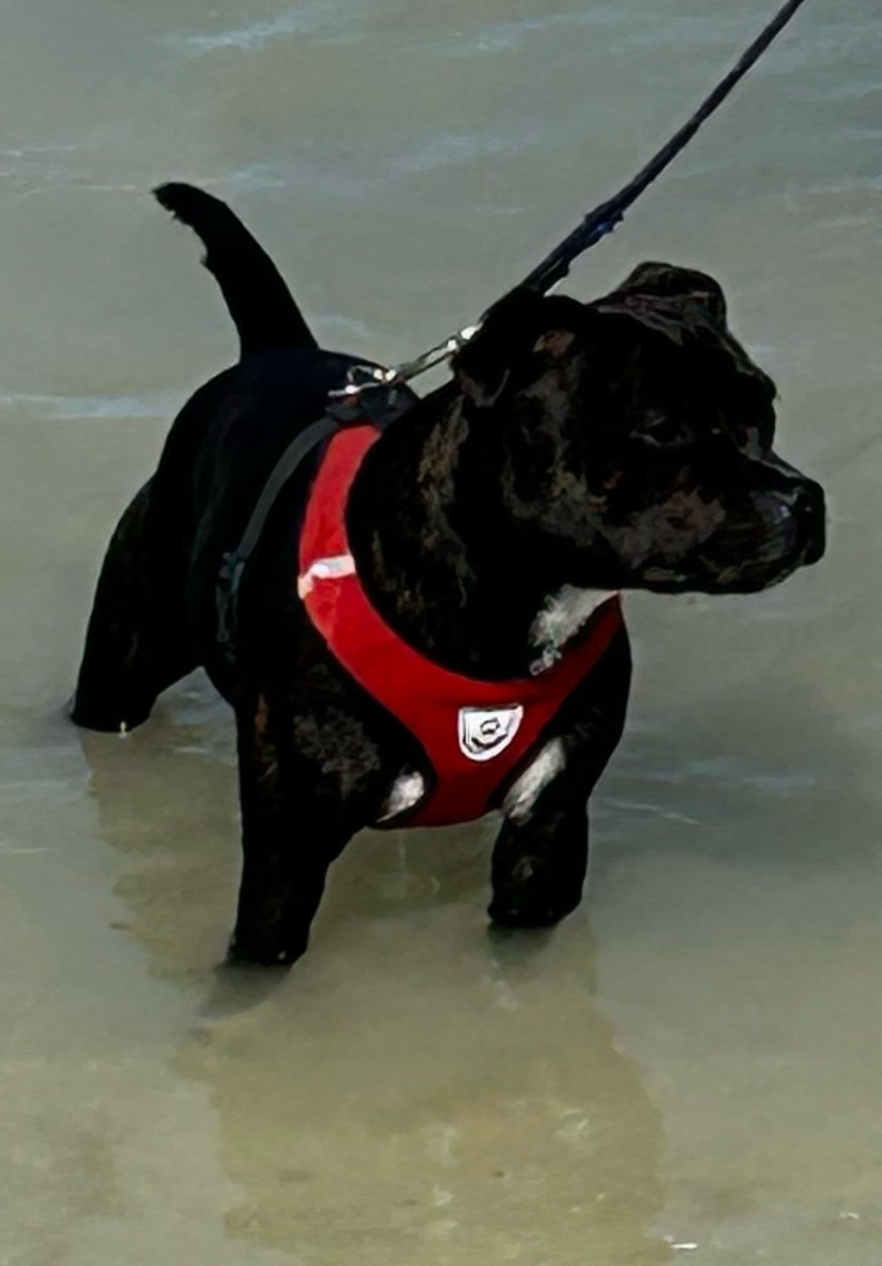 Staffordshire bull terrier jente 1,5 år