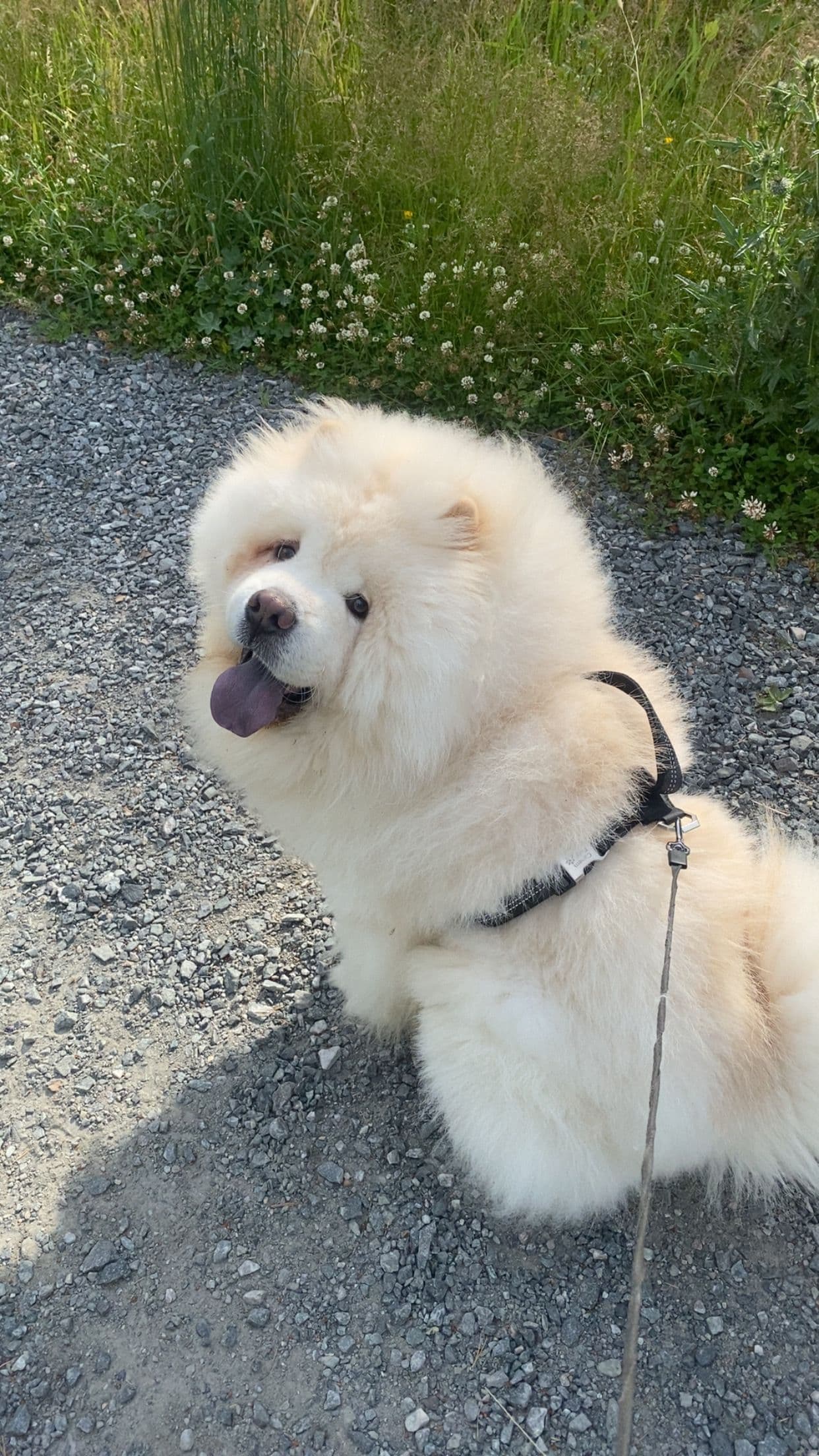 Sjelden hvit Chow Chow