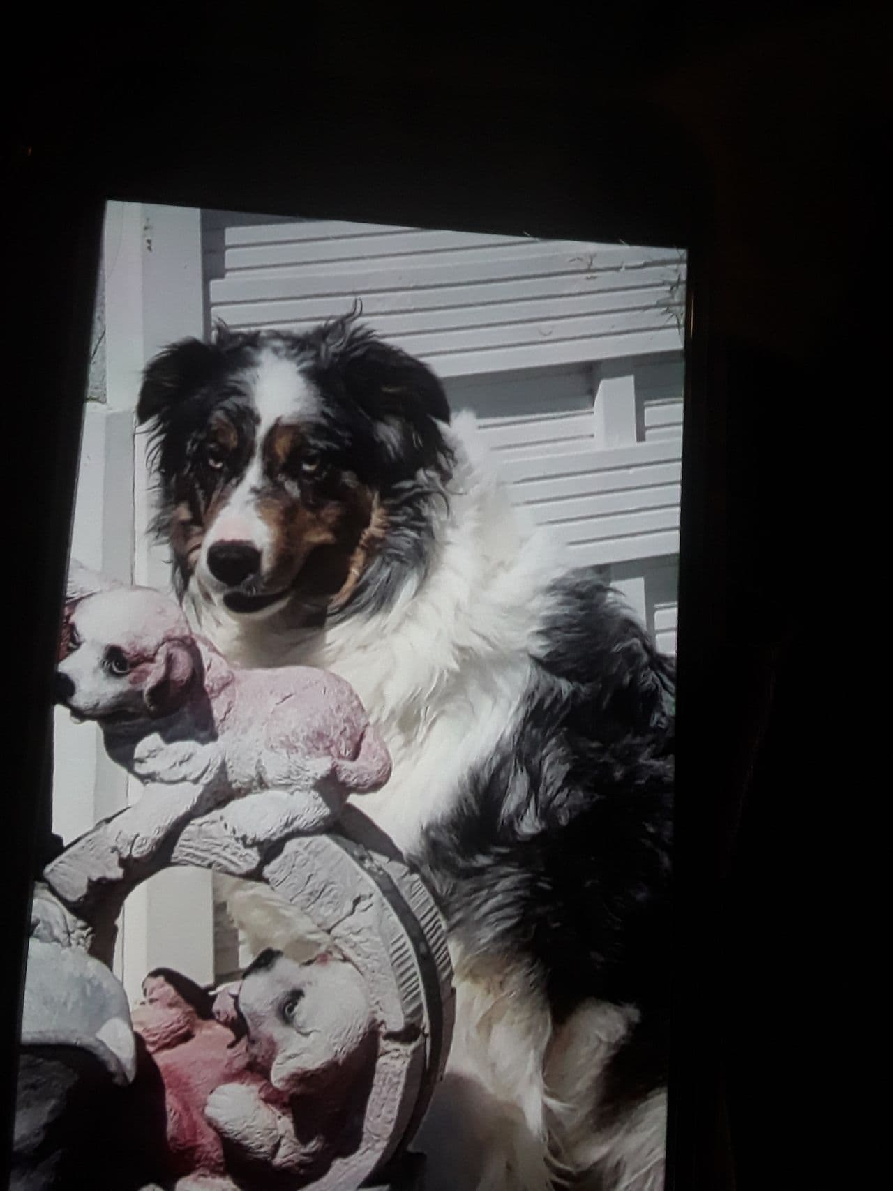 Border collie valper selges