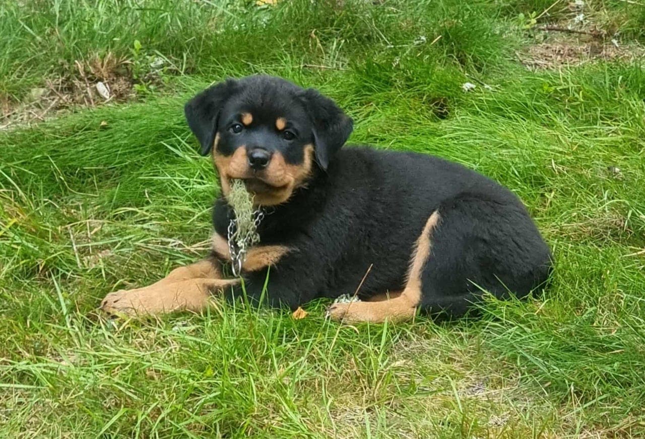 Rottweiler tispe valp