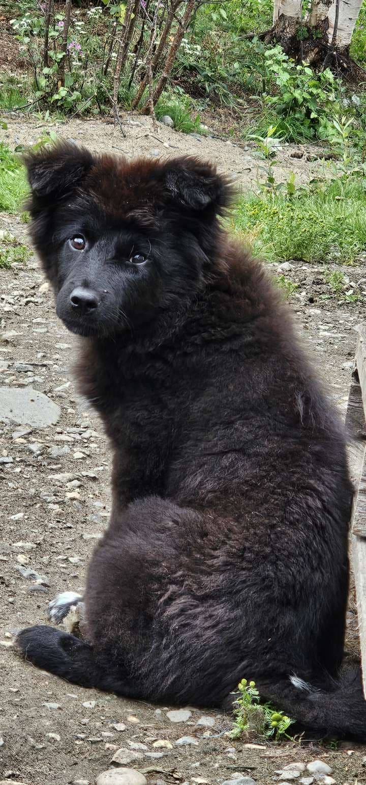Lapphund