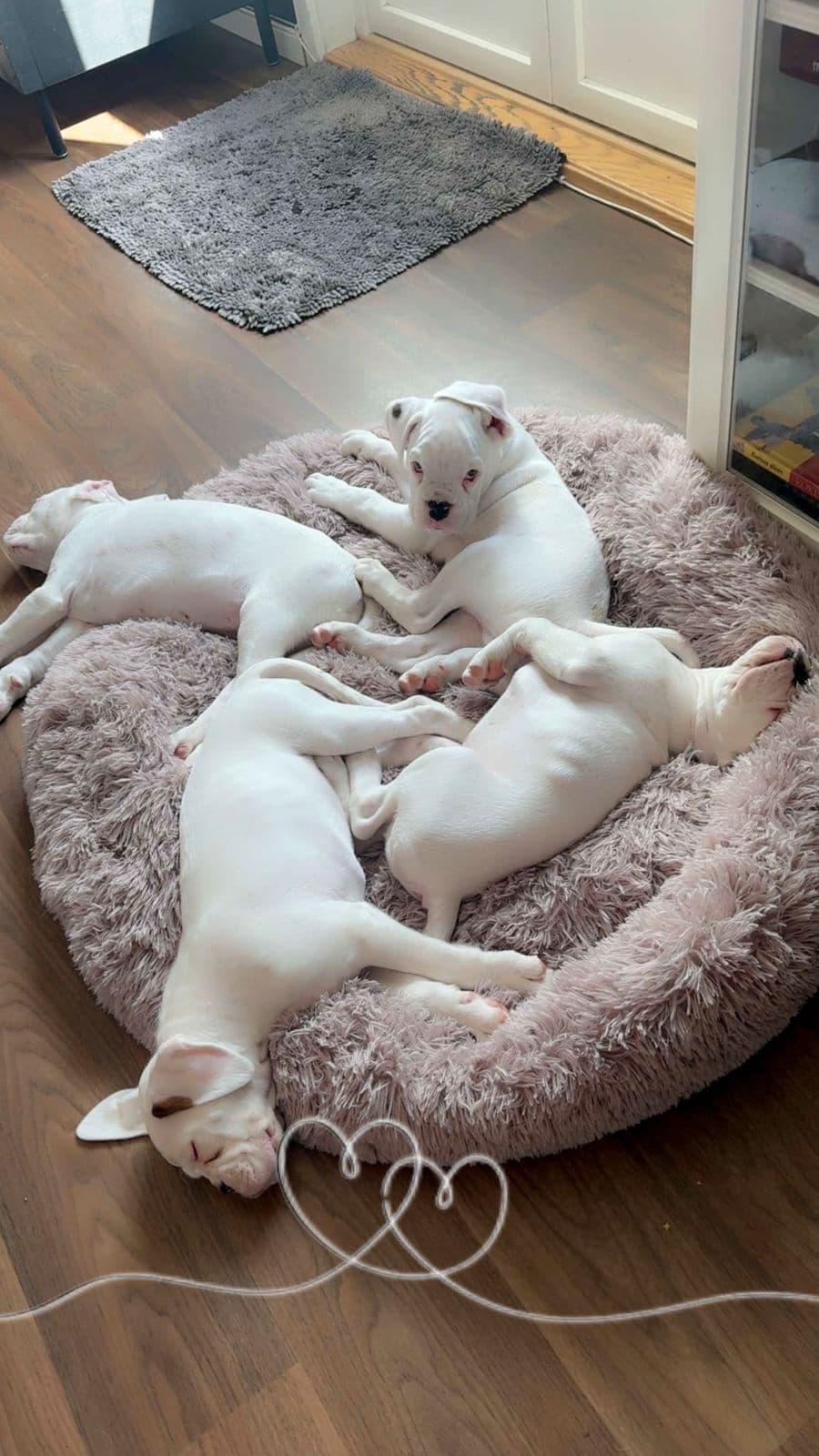 Boxer valper ledig til rett hjem🥰