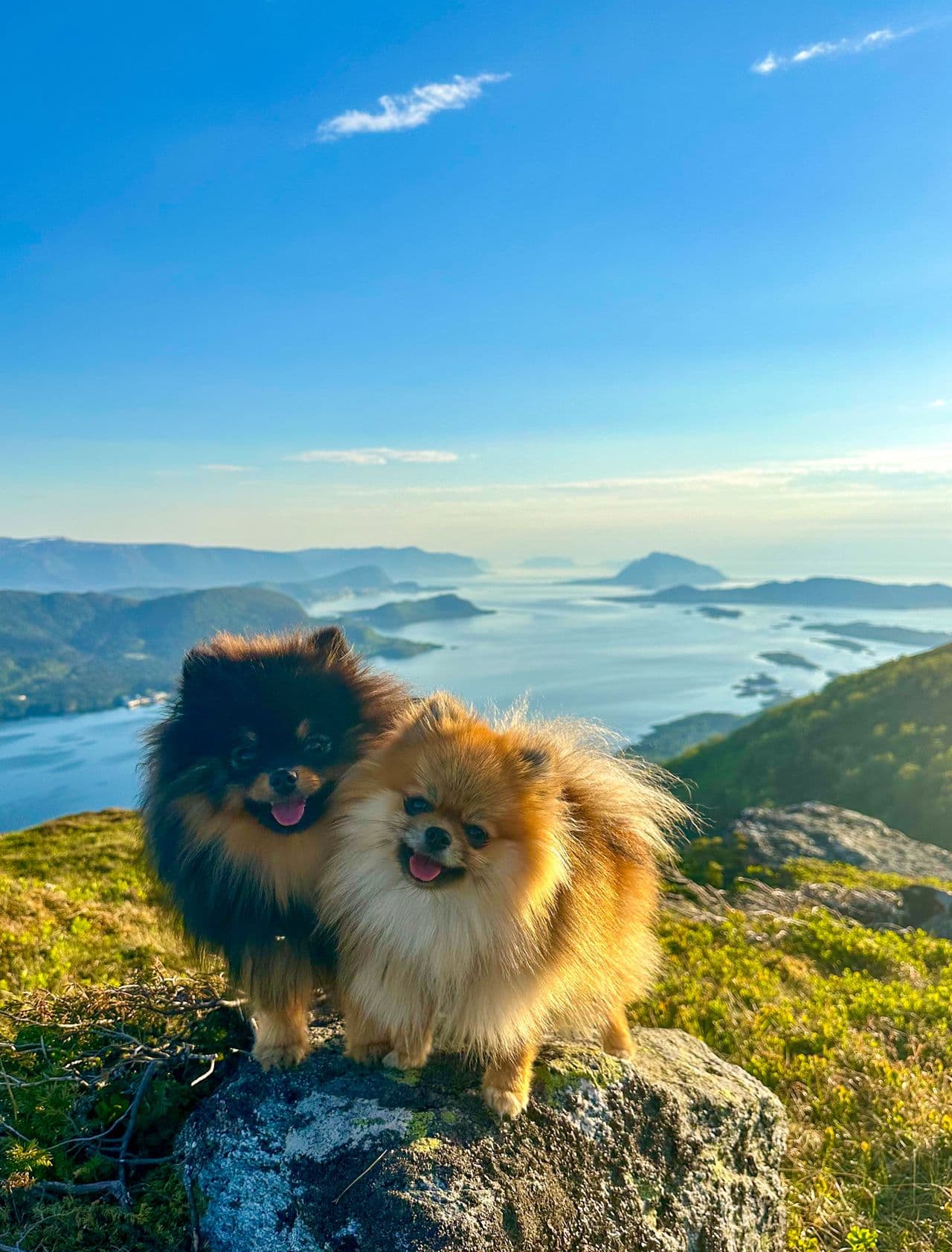 Verdens beste pomeranian unghunder