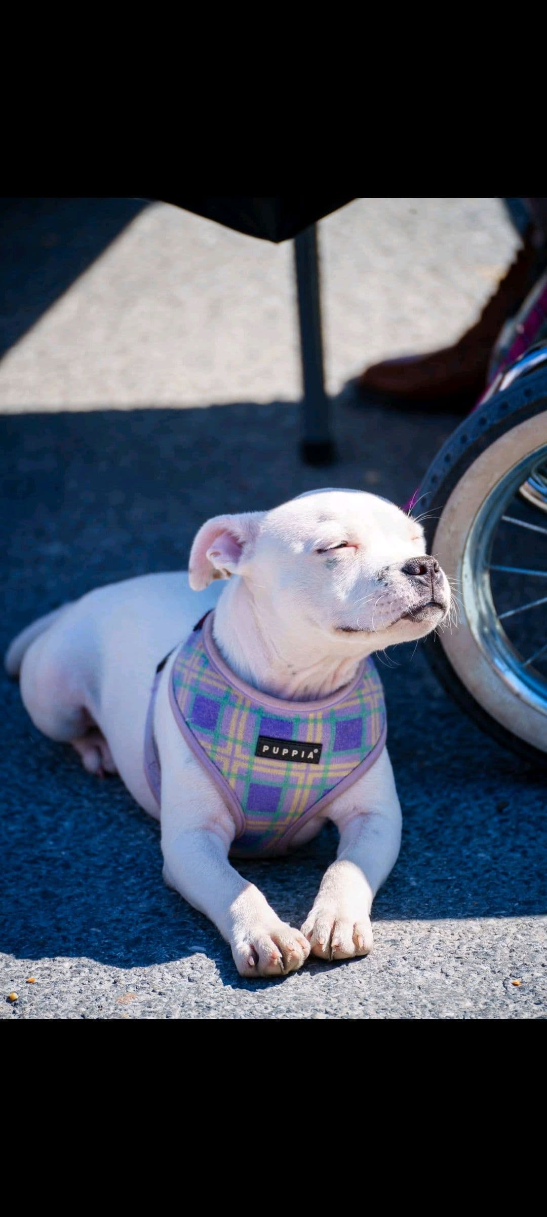 staffordshire bull terrier tispe selges