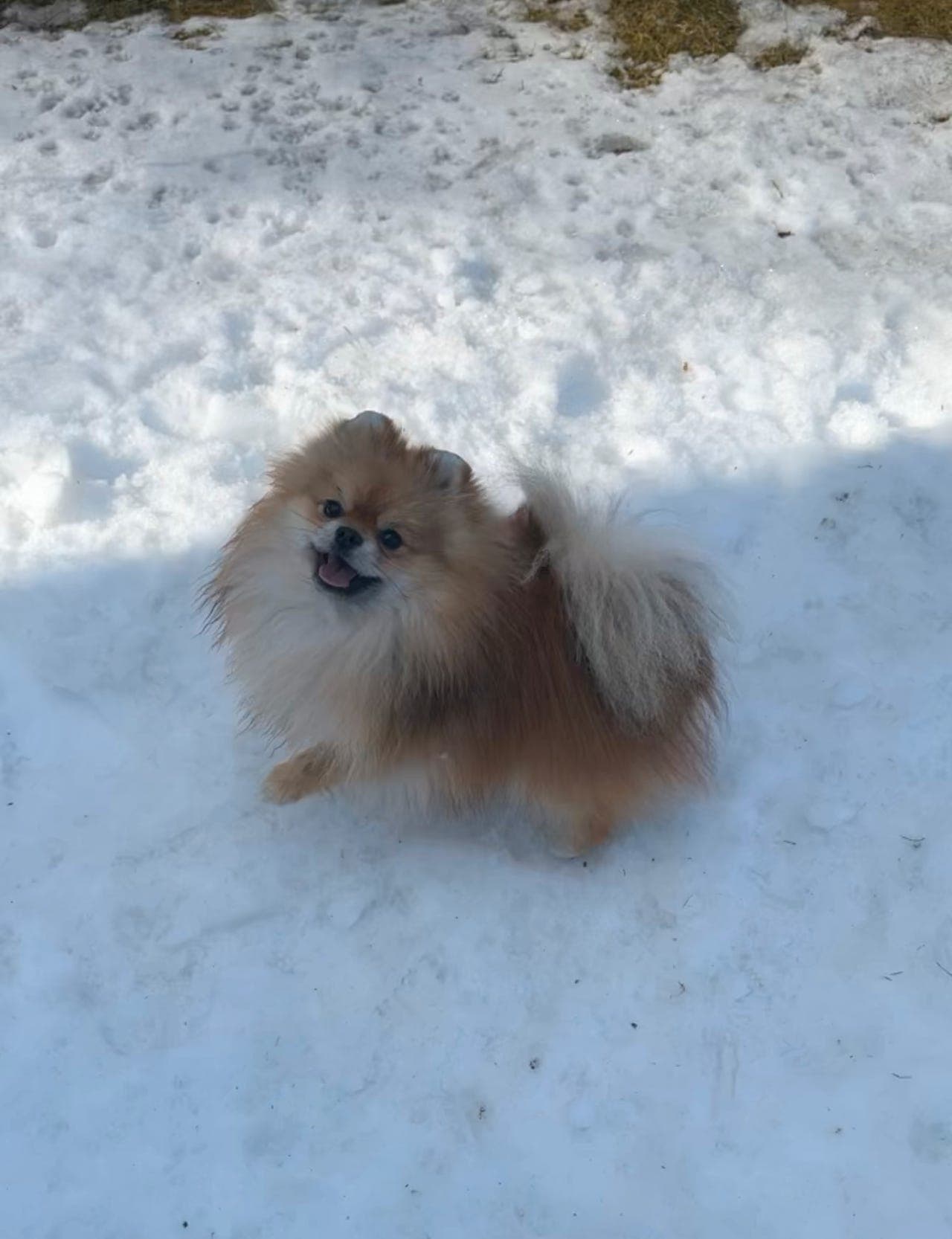 Pomeranian gutt