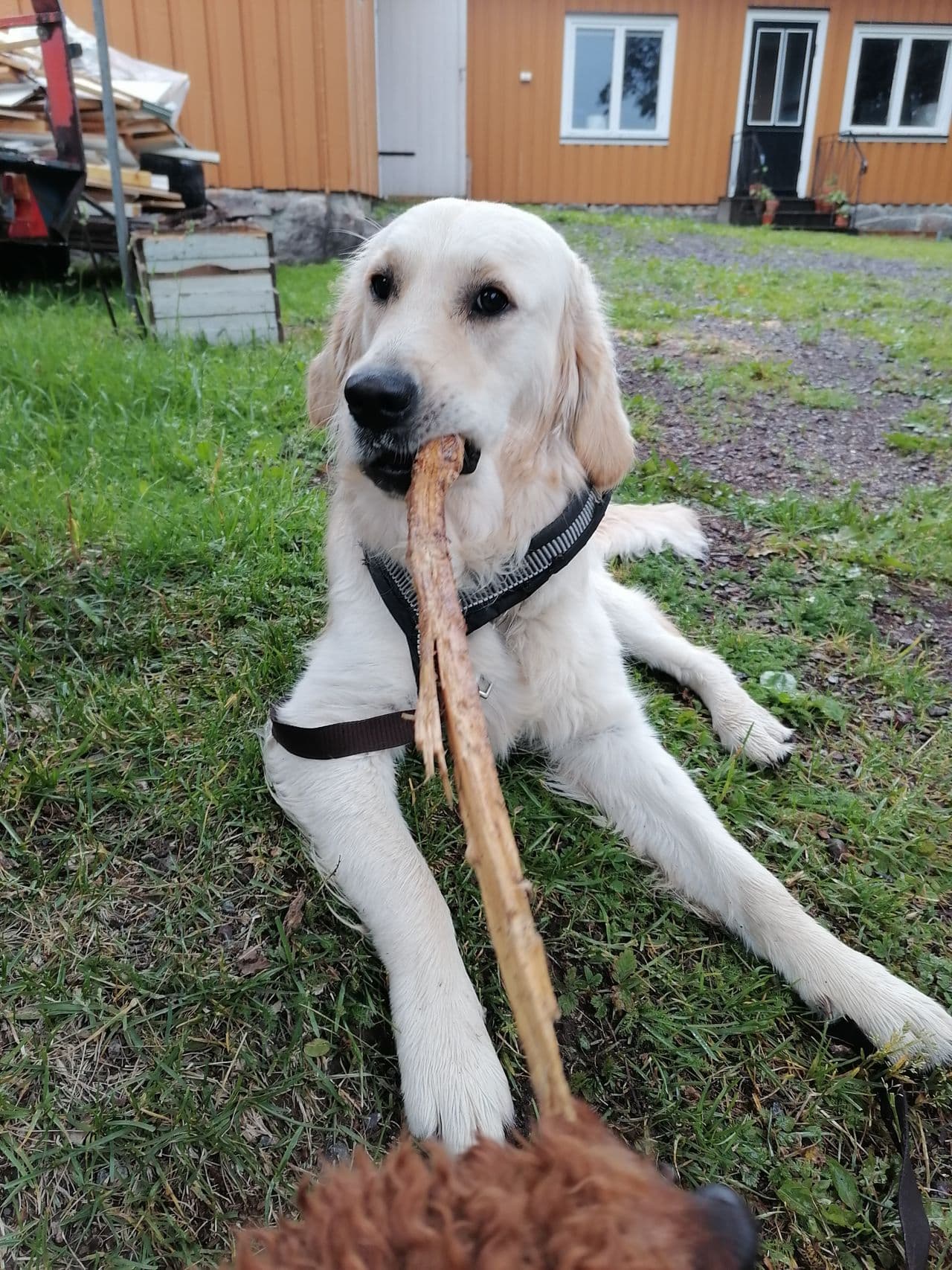 Golden Retriever