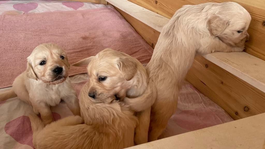 Golden Retriever valper til salgs
