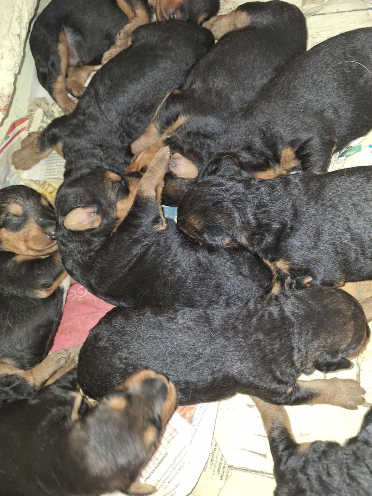Airedale terrier-valper fra Rabben kennel