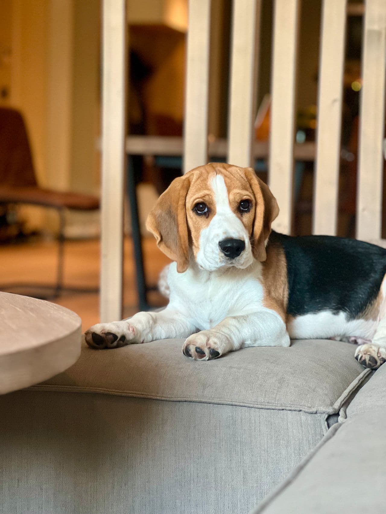 Beagle vurderes satt bort grunnet allergi