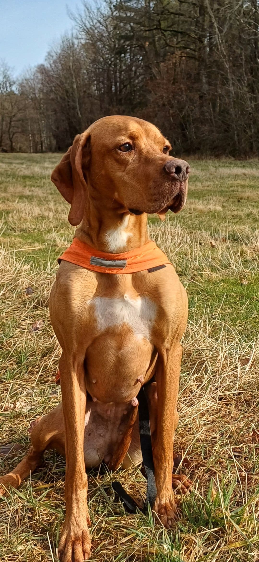Pointer tispe