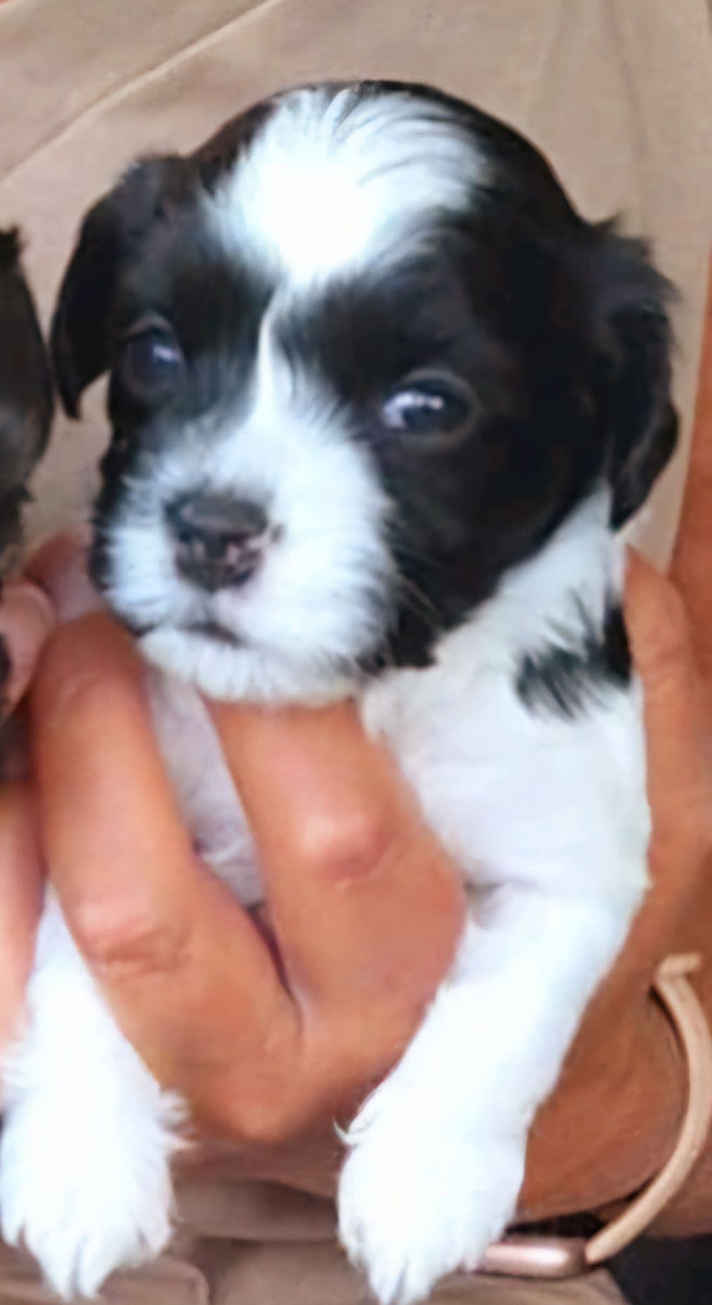 Skjønne Bichon Havanais valper, renraset