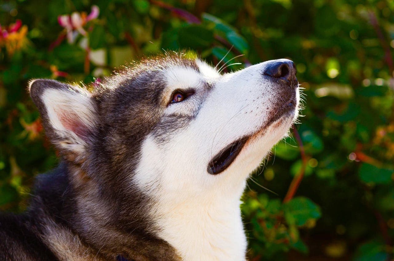 Alaskan Malamute hann 3 år – søker aktivt hjem