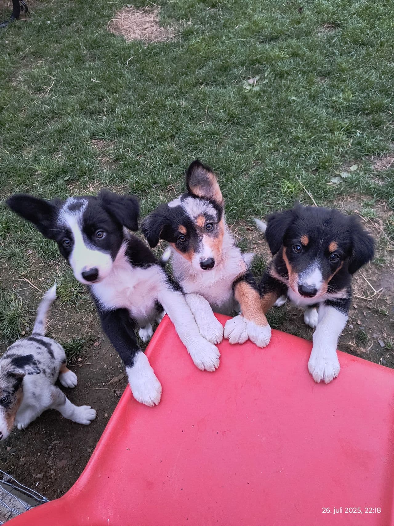 Leveringsklare Border collie valper til salgs