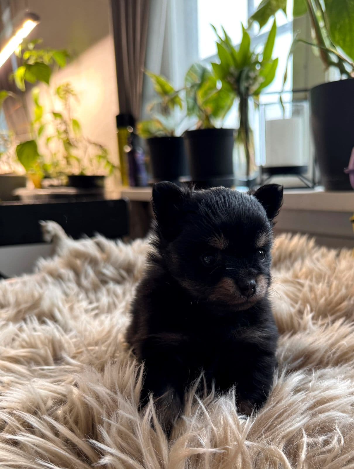 Søte pomeranian jente valper