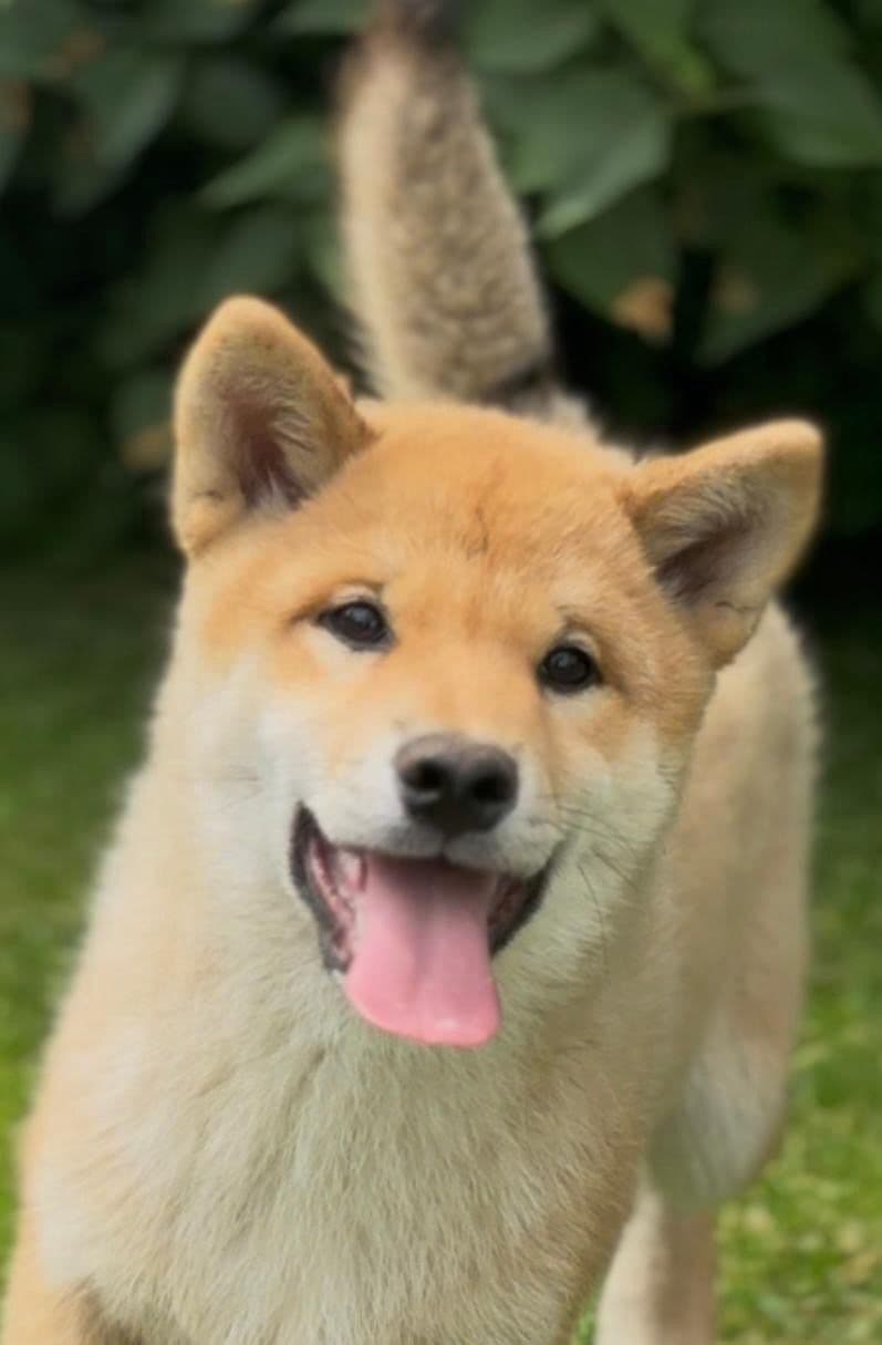 Shiba Inu hannvalp til salgs
