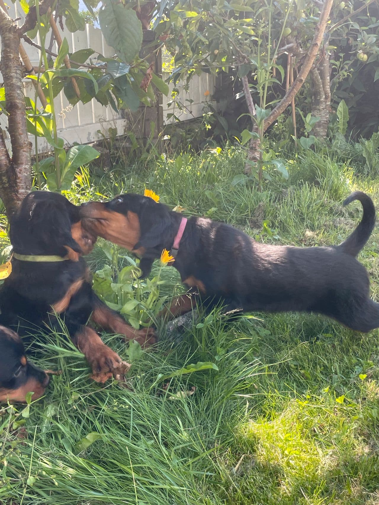 Gordon Setter Valper