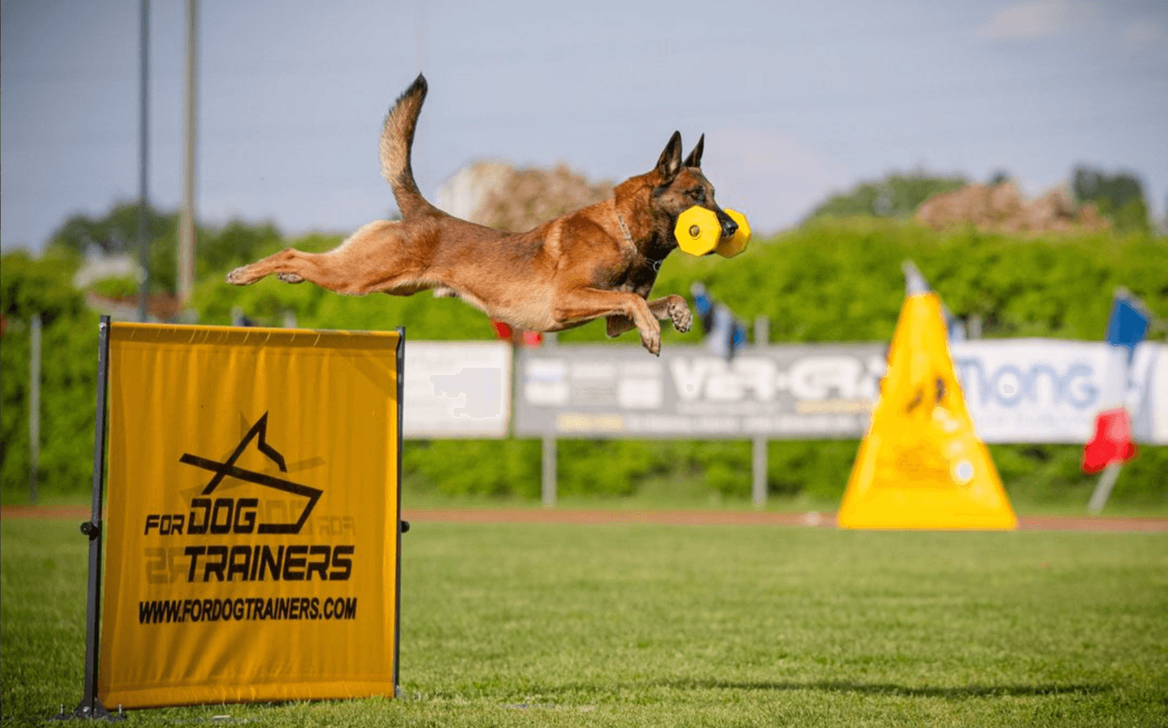 Malinois valper i verldens klasse