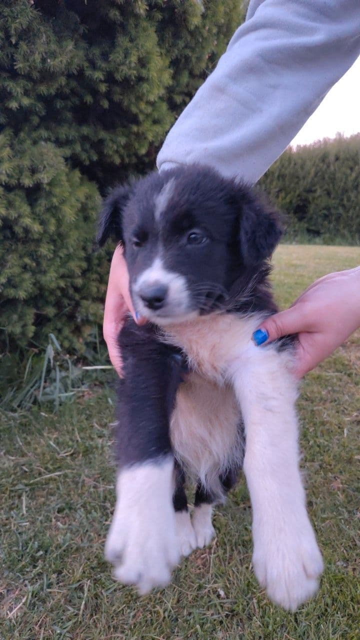 8 nydelige Border Collie klar til levering 9 juni