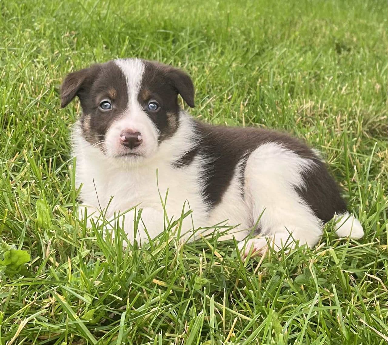 Brune Border Collie valper