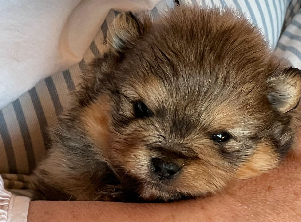 🩵Renraset Pomeranian gutt🩵NKK Stamtavle🩵