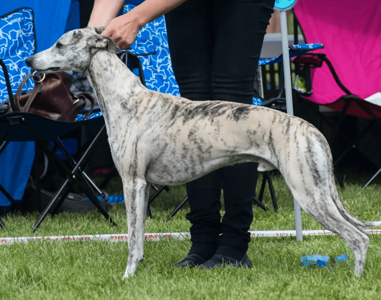 Allfirda kennel venter valper i slutten av juni