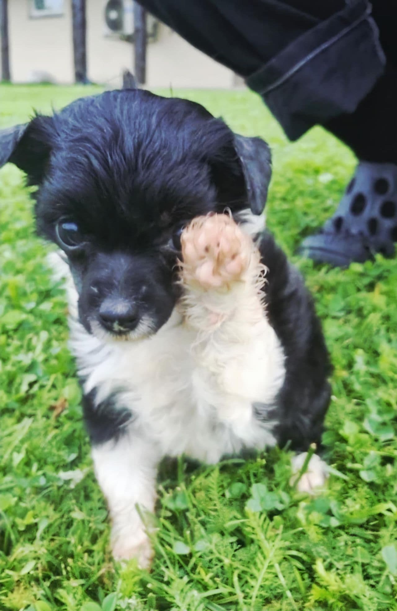 Liten powder puff tispe
