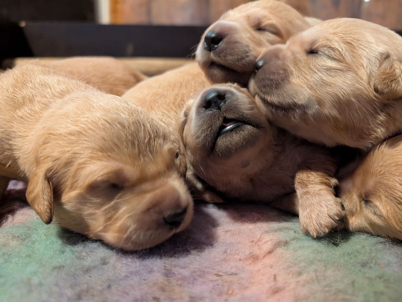 Golden retriever valper NKK registrerte