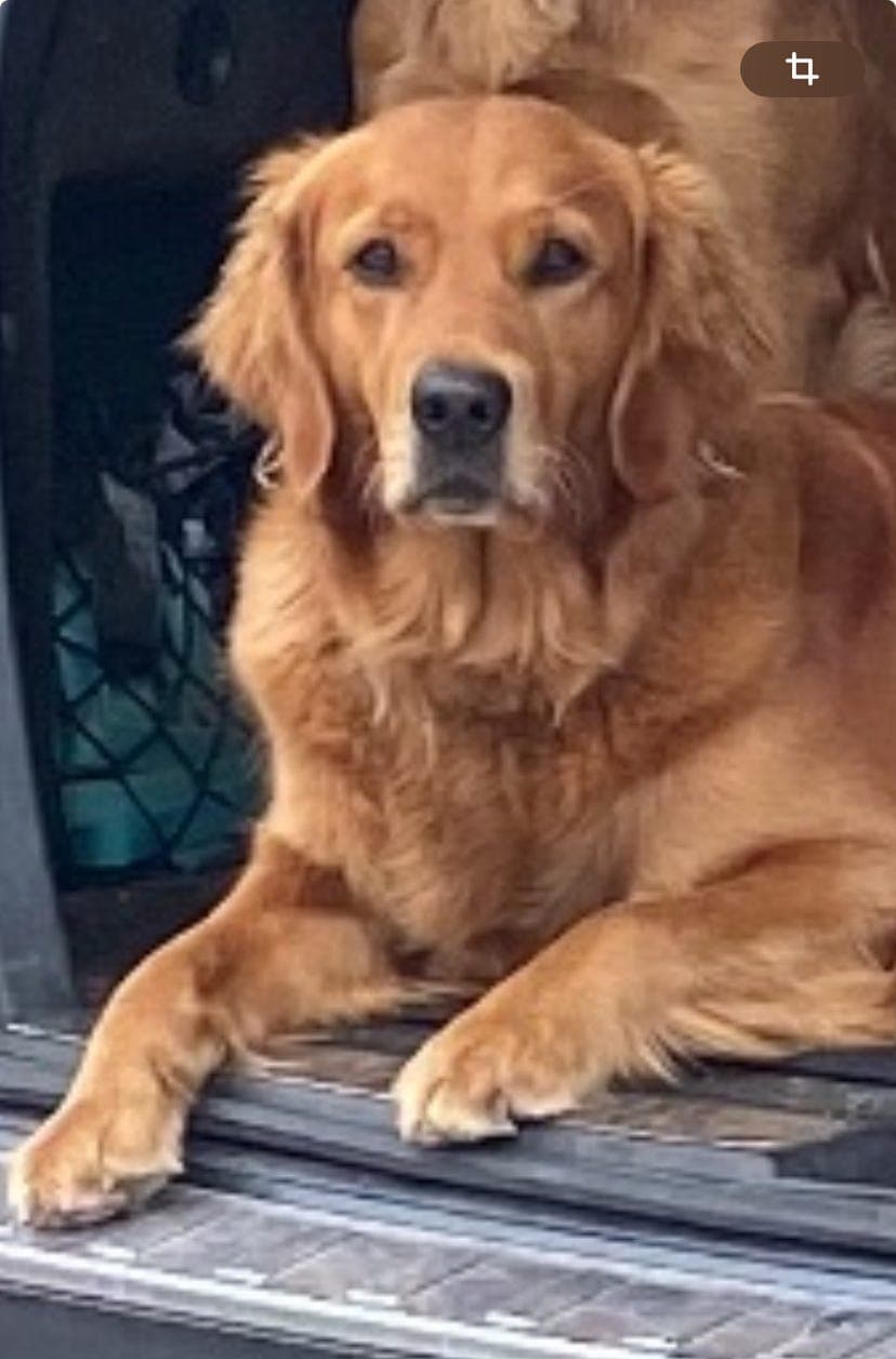 Golden retriever valper