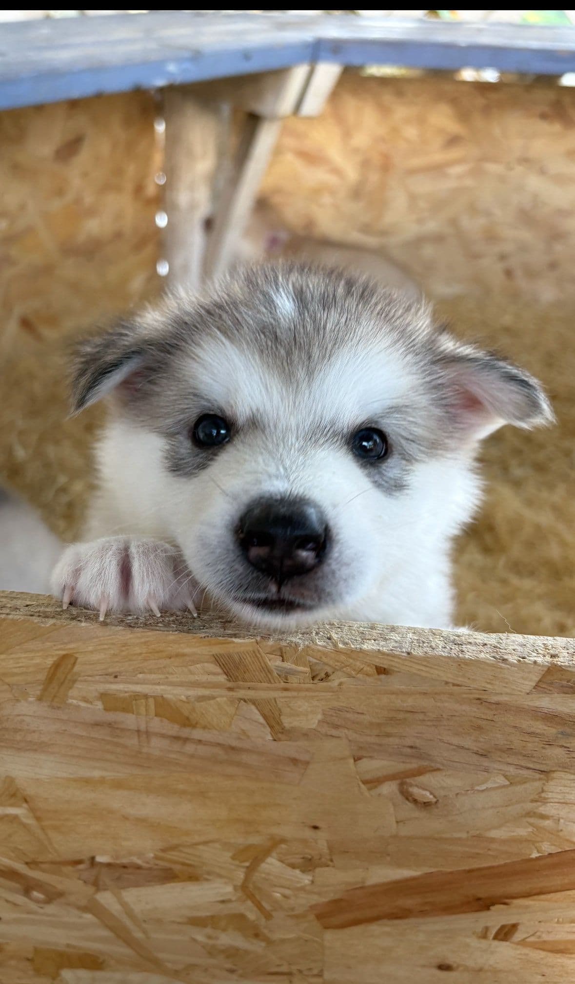 Alaskan Malamute valper