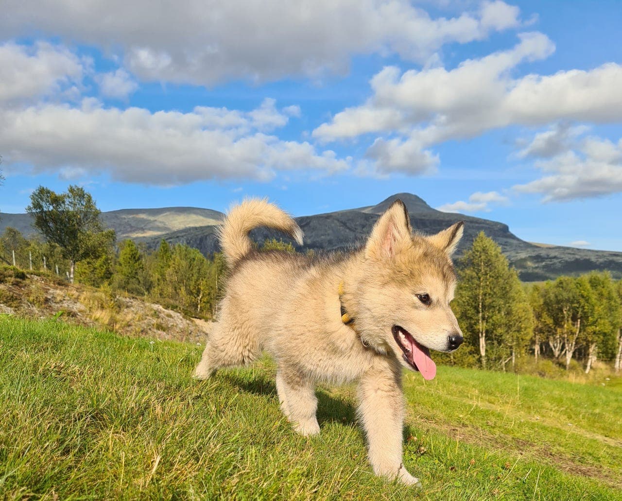 2 Alaskan Malamute valper tisper