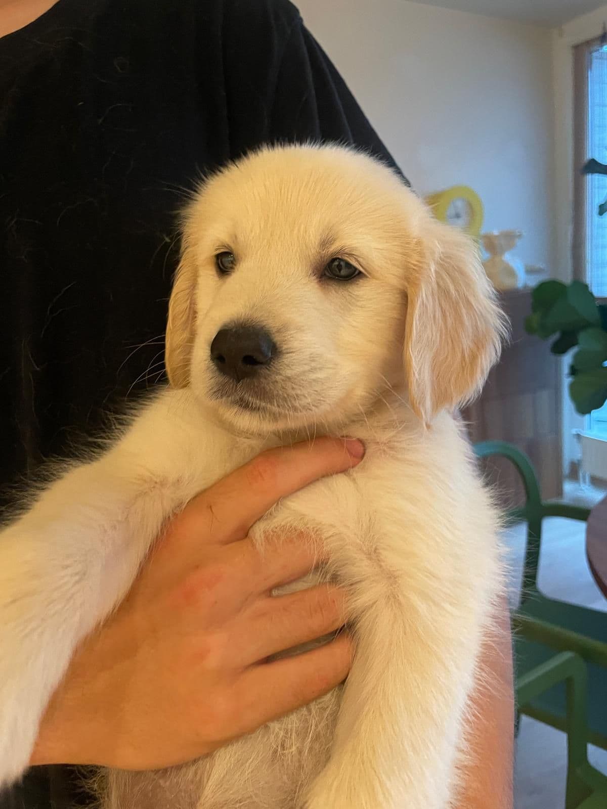 Leveringsklare Golden Retriever valper! (kun to igjen)