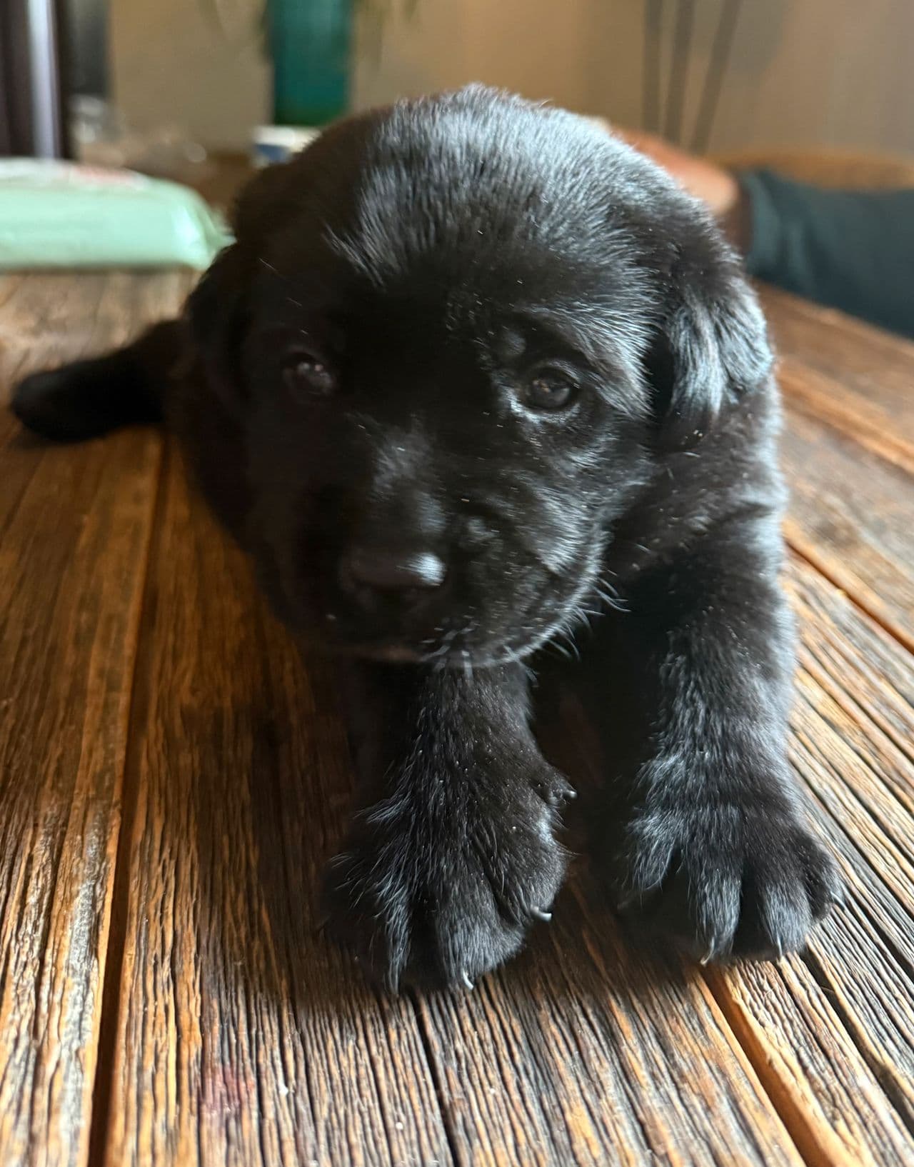 Labrador Retriever valper NKK reg