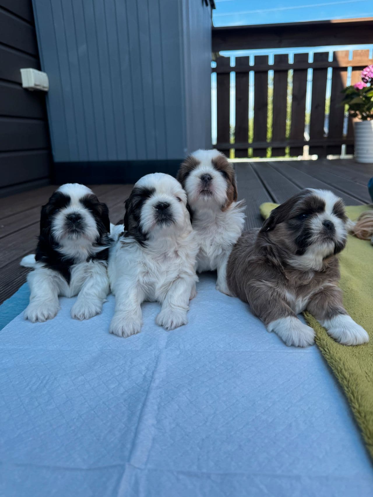 Shih-tzu valper
