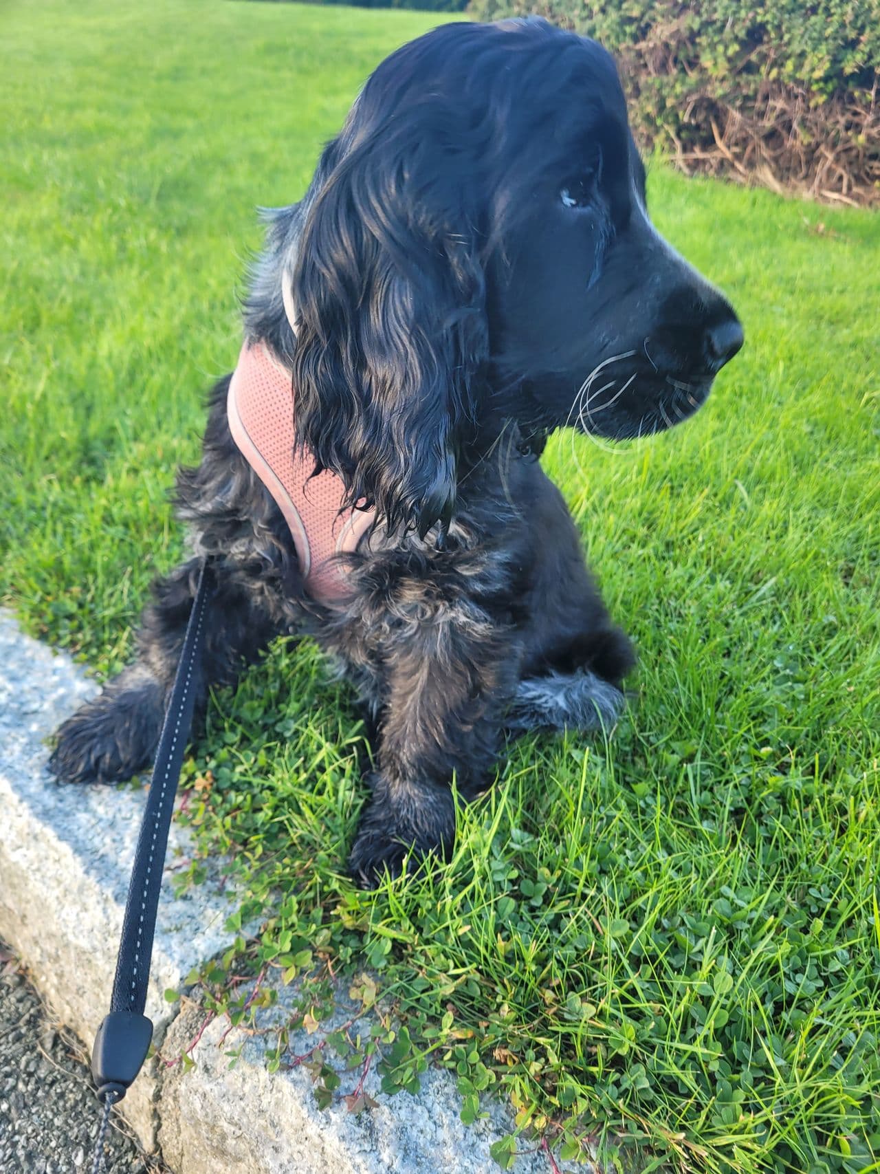 Nydelig Cocker Spaniel tispe 17 uker søker nytt hjem