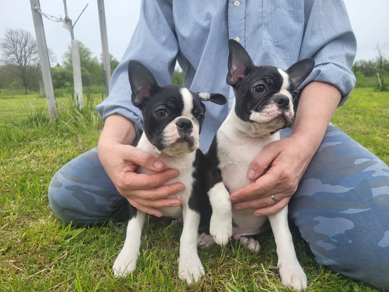 To Boston terrier-hannvalper selges