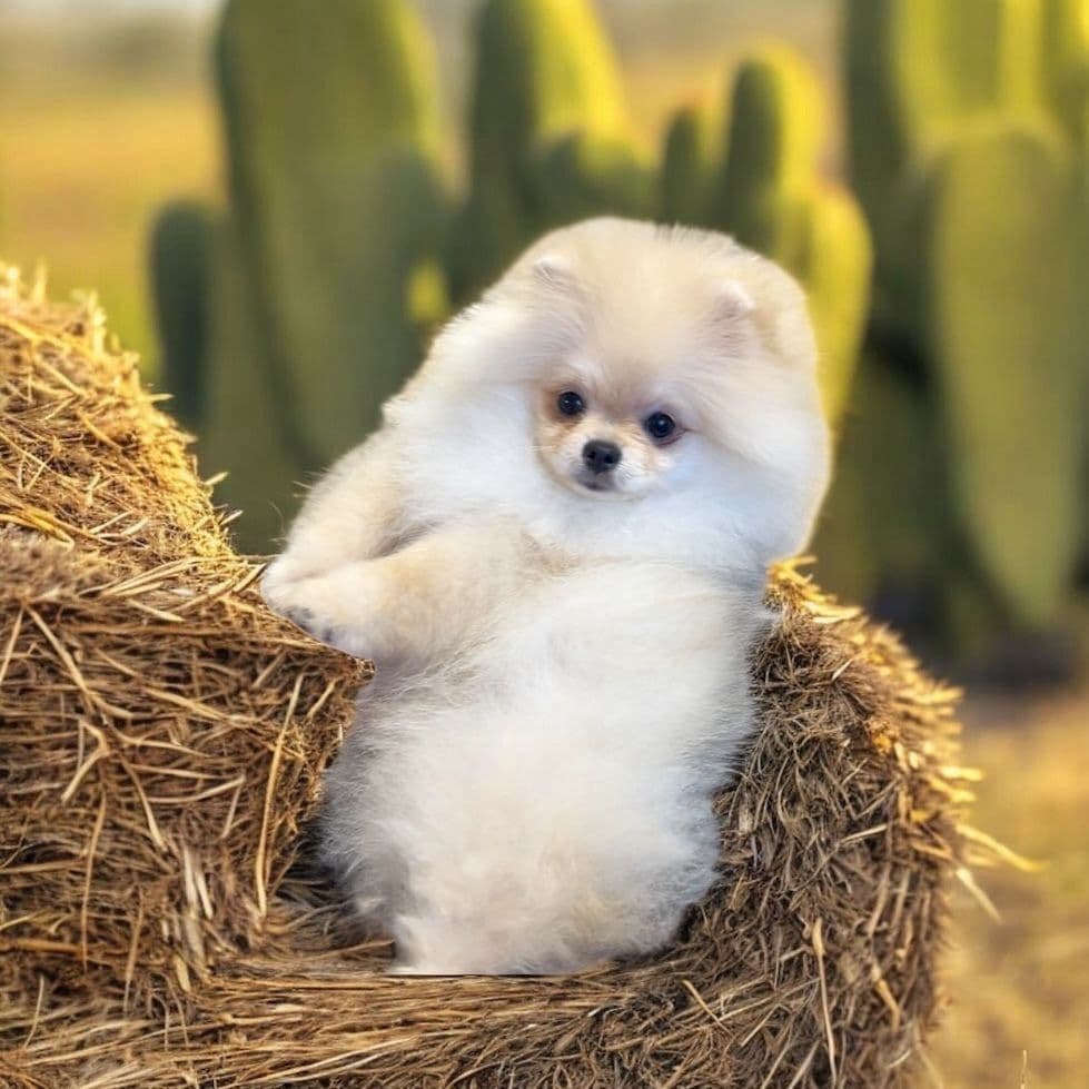Nydelig Pomeranian hann valp med stamtavle