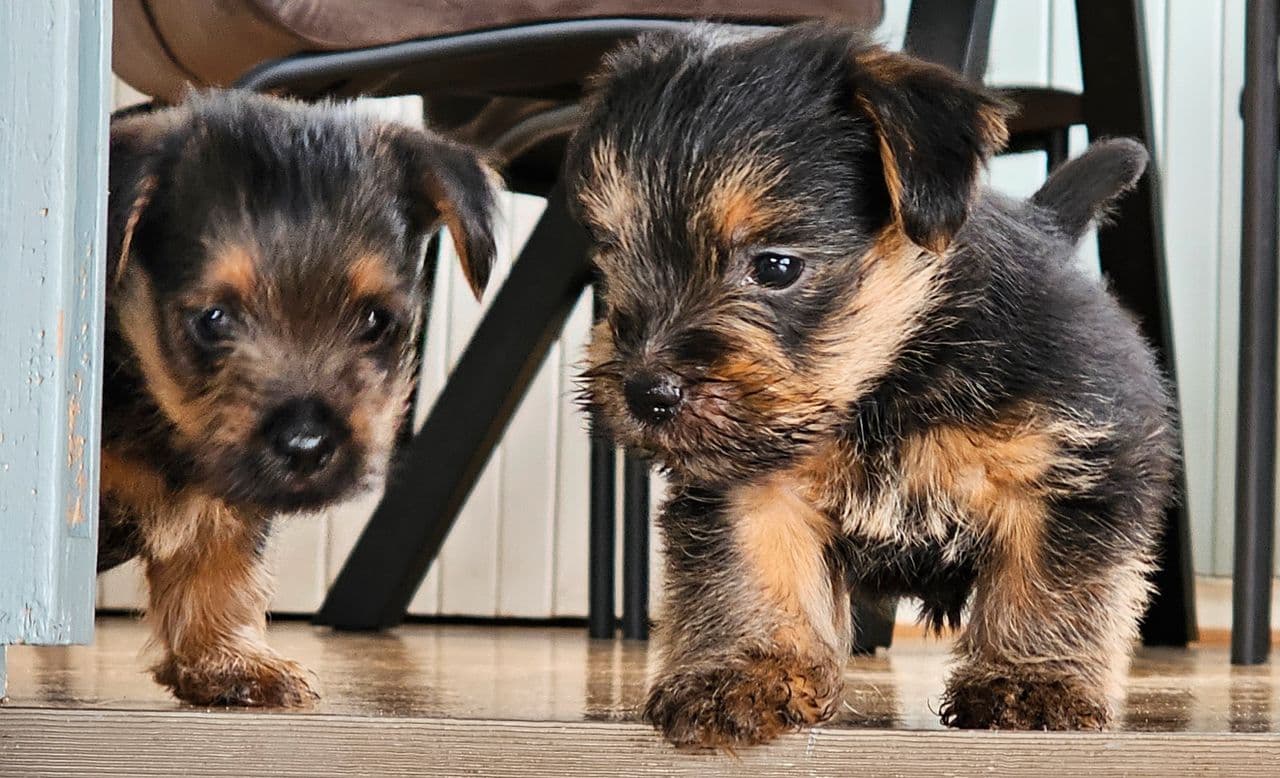 Norfolk Terrier Valper