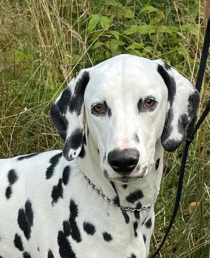 Dalmatiner