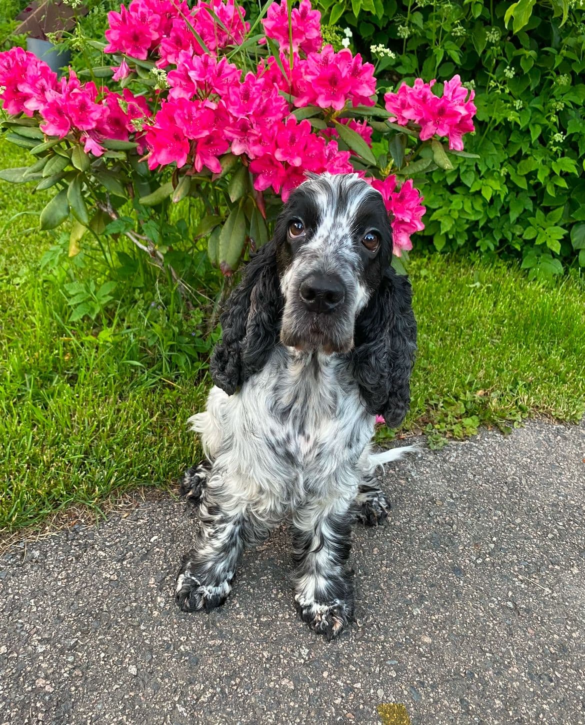 Engelsk cocker spaniel valper